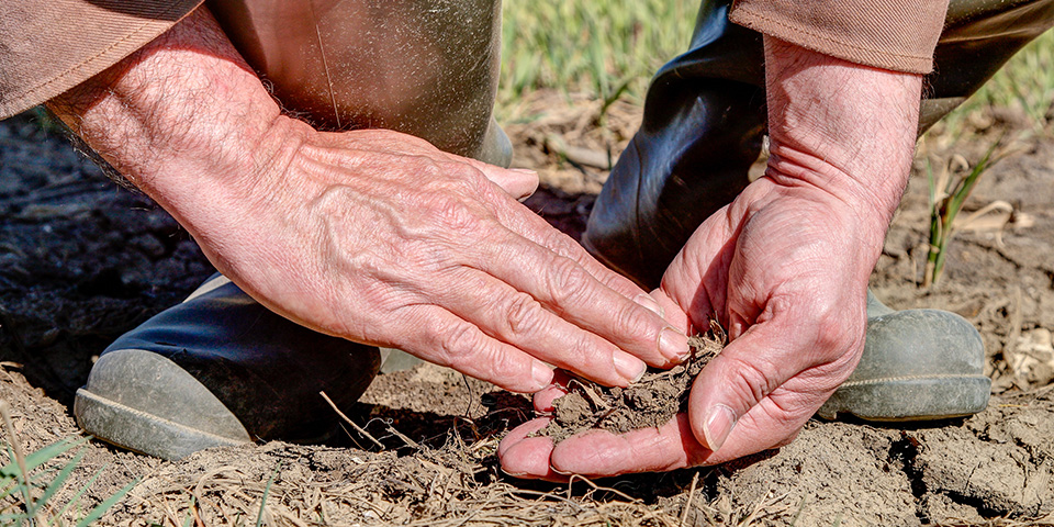 Ein Landwirt hält getrocknete Erde in seinen Händen